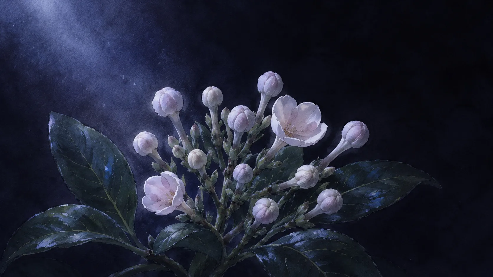 Luculia MV カット 2